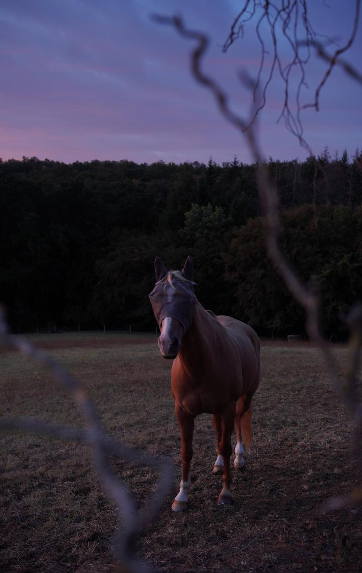 Logement Entier De Charme, Gite Equestre Gers Flamarens ภายนอก รูปภาพ