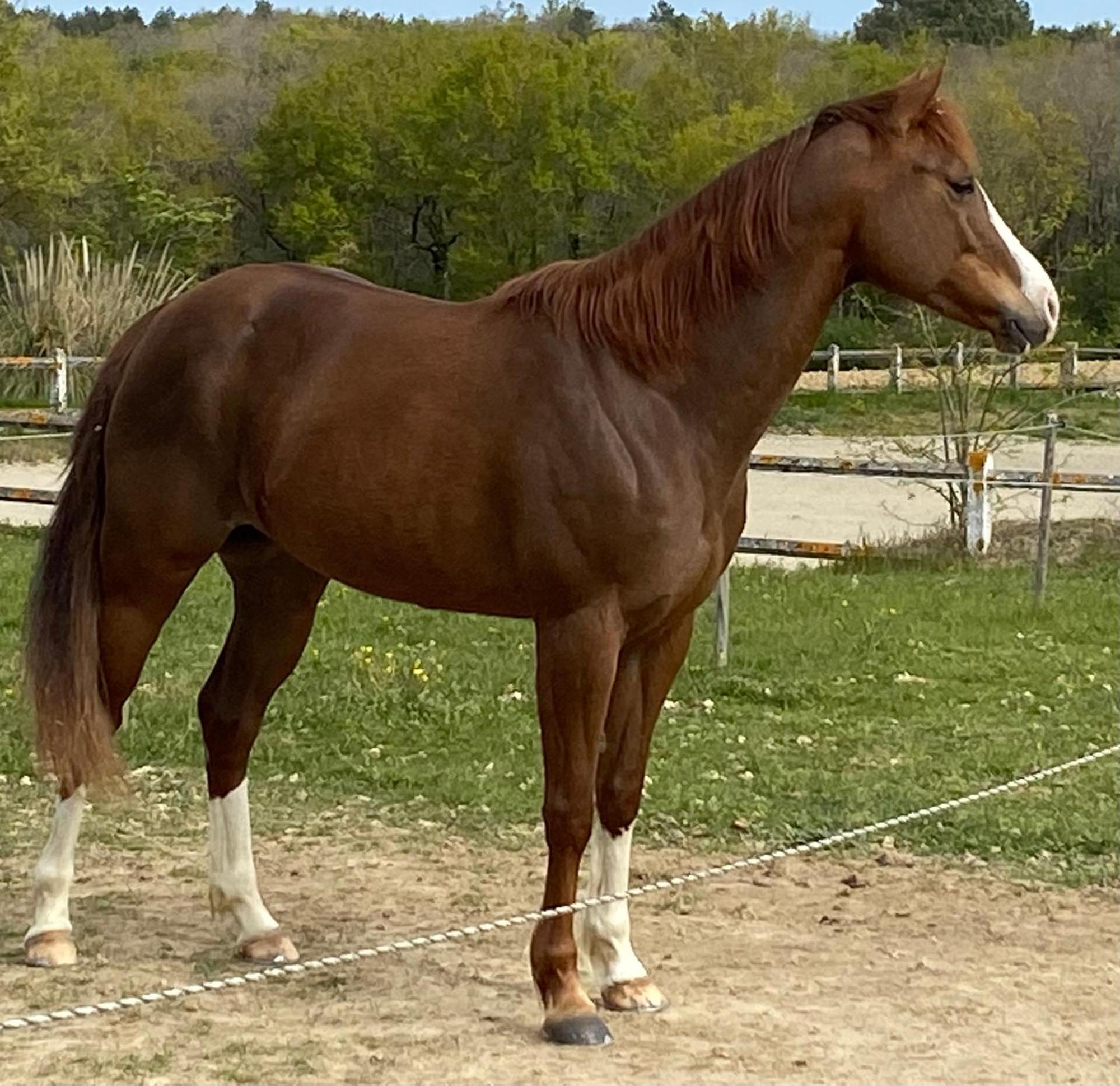Logement Entier De Charme, Gite Equestre Gers Flamarens ภายนอก รูปภาพ